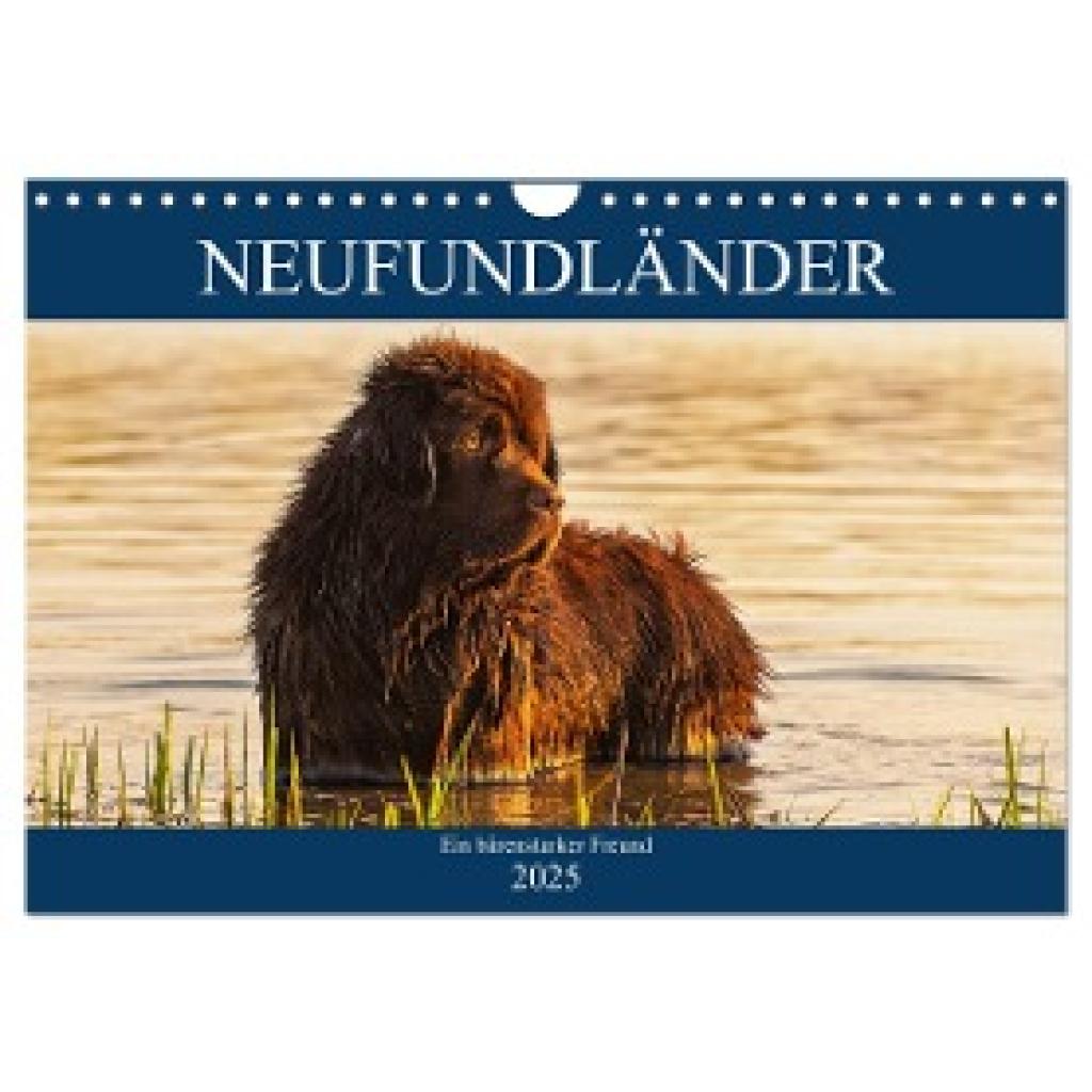 Starick, Sigrid: Neufundländer - Ein bärenstarker Freund (Wandkalender 2025 DIN A4 quer), CALVENDO Monatskalender