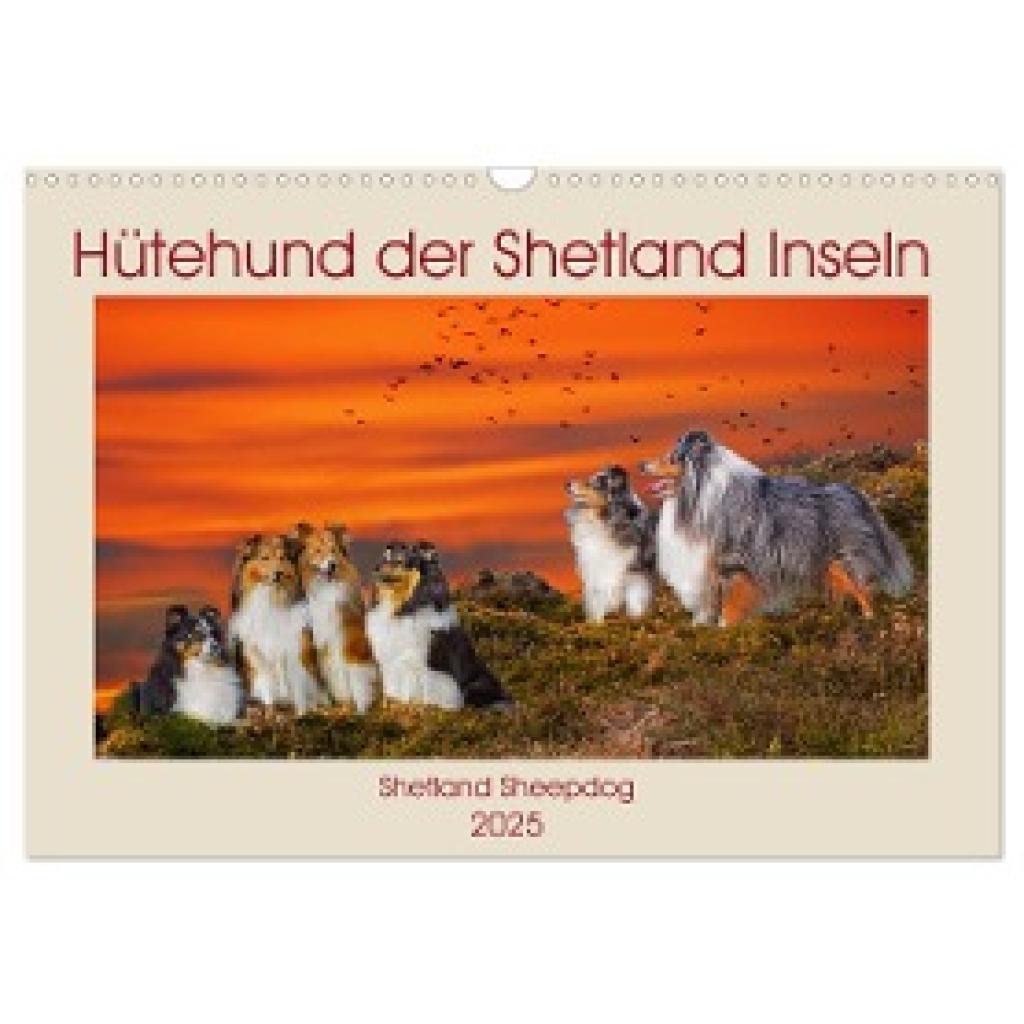 Starick, Sigrid: Hütehund der Shetland Inseln - Shetland Sheepdog (Wandkalender 2025 DIN A3 quer), CALVENDO Monatskalend