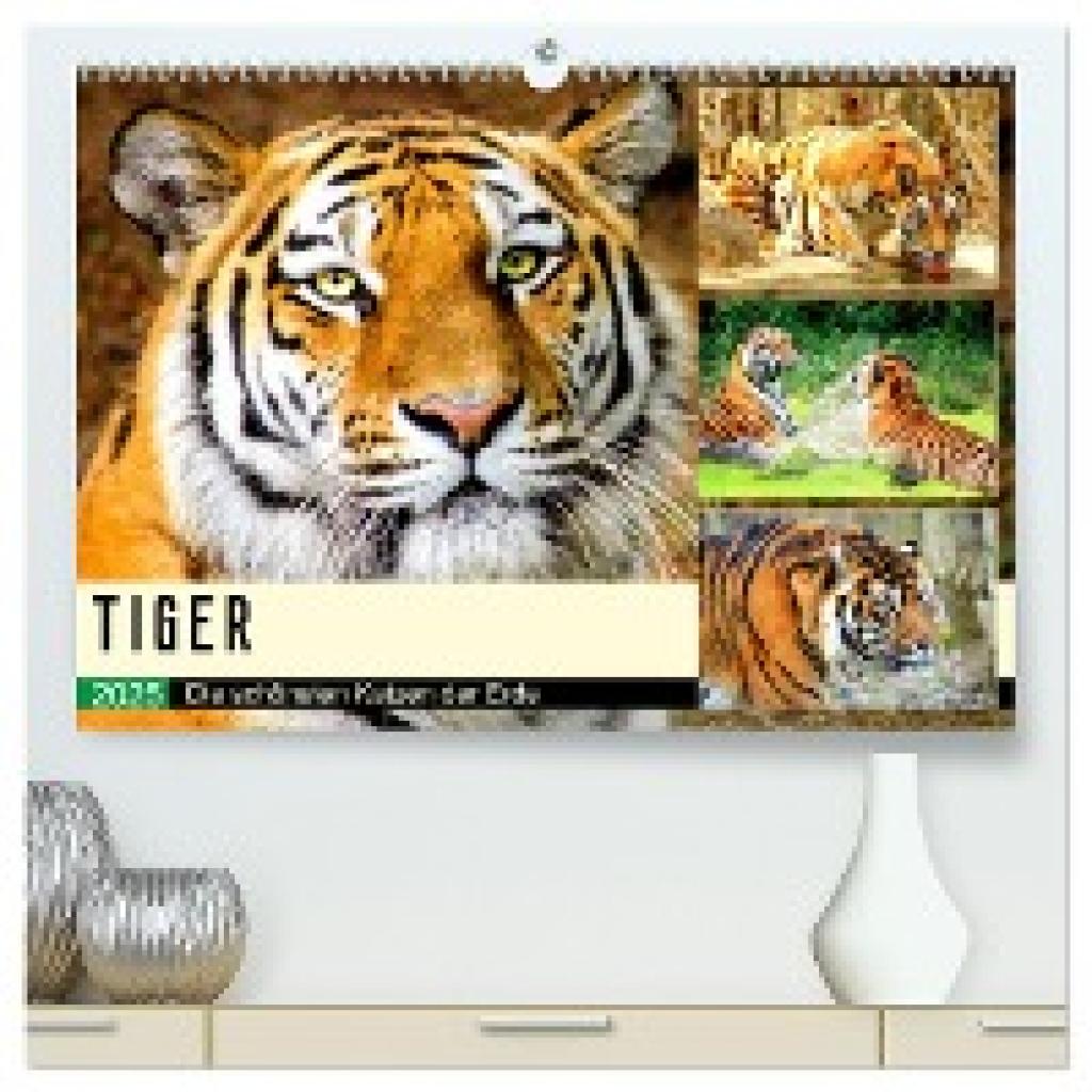 Hurley, Rose: Tiger. Die schönsten Katzen der Erde (hochwertiger Premium Wandkalender 2025 DIN A2 quer), Kunstdruck in H