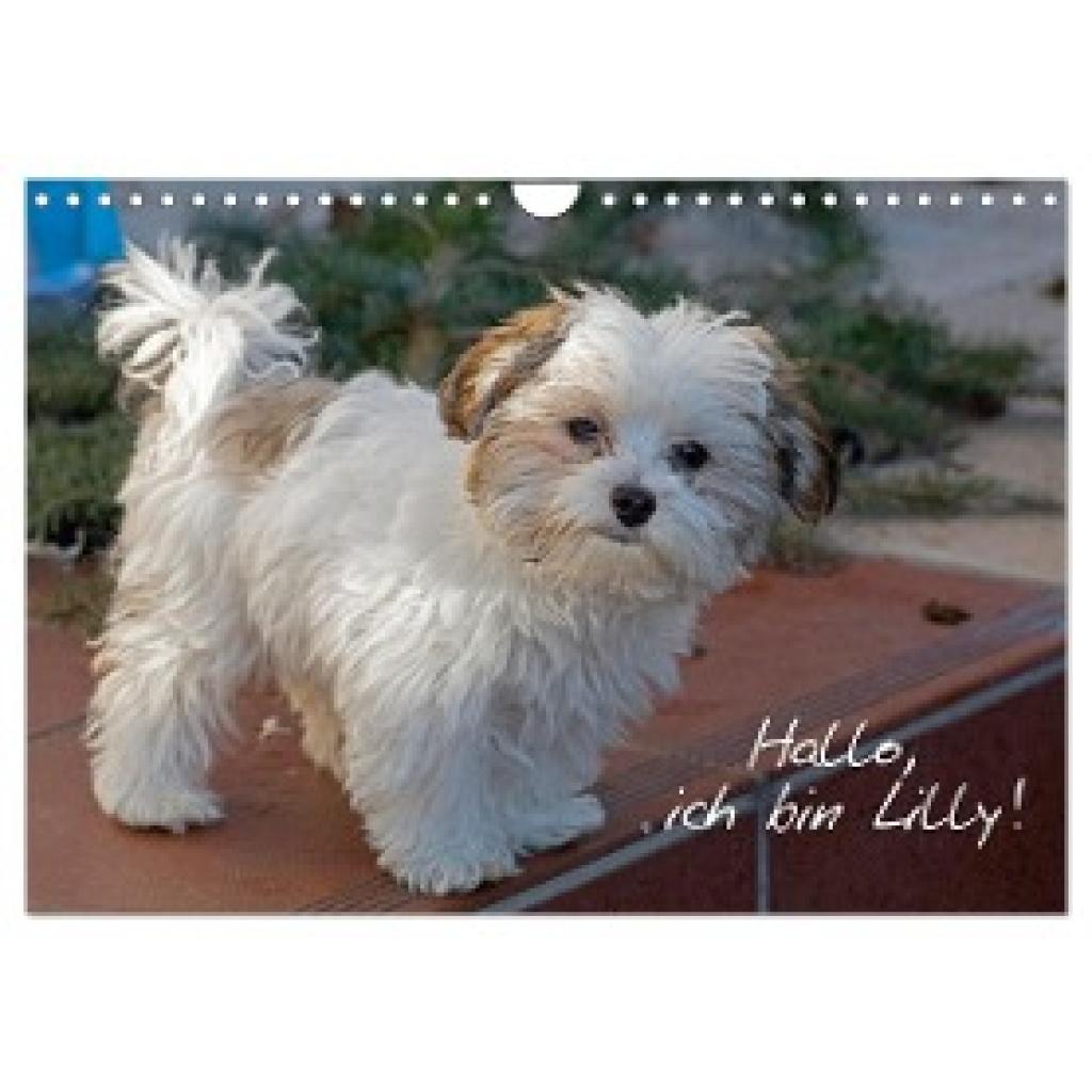 Kuttig, Siegfried: Hallo, ich bin Lilly (Wandkalender 2025 DIN A4 quer), CALVENDO Monatskalender