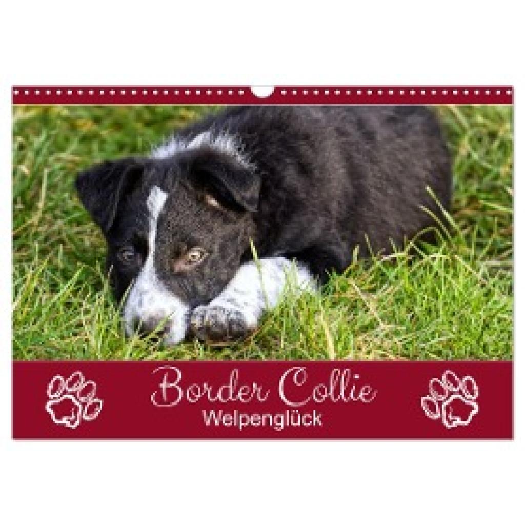 Löwer, Sabine: Border Collie - Welpenglück (Wandkalender 2025 DIN A3 quer), CALVENDO Monatskalender