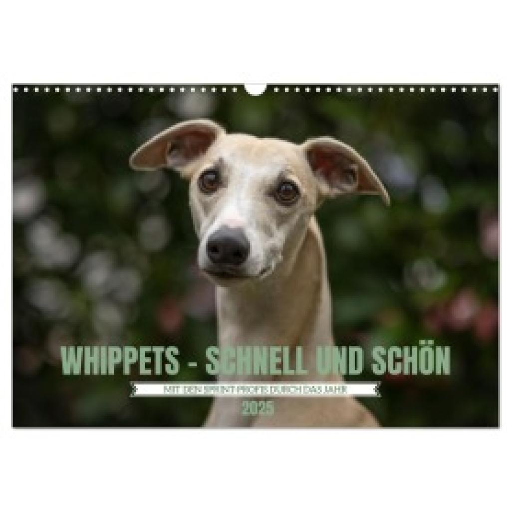 Kassat Fotografie, Nicola: WHIPPETS - SCHNELL UND SCHÖN (Wandkalender 2025 DIN A3 quer), CALVENDO Monatskalender