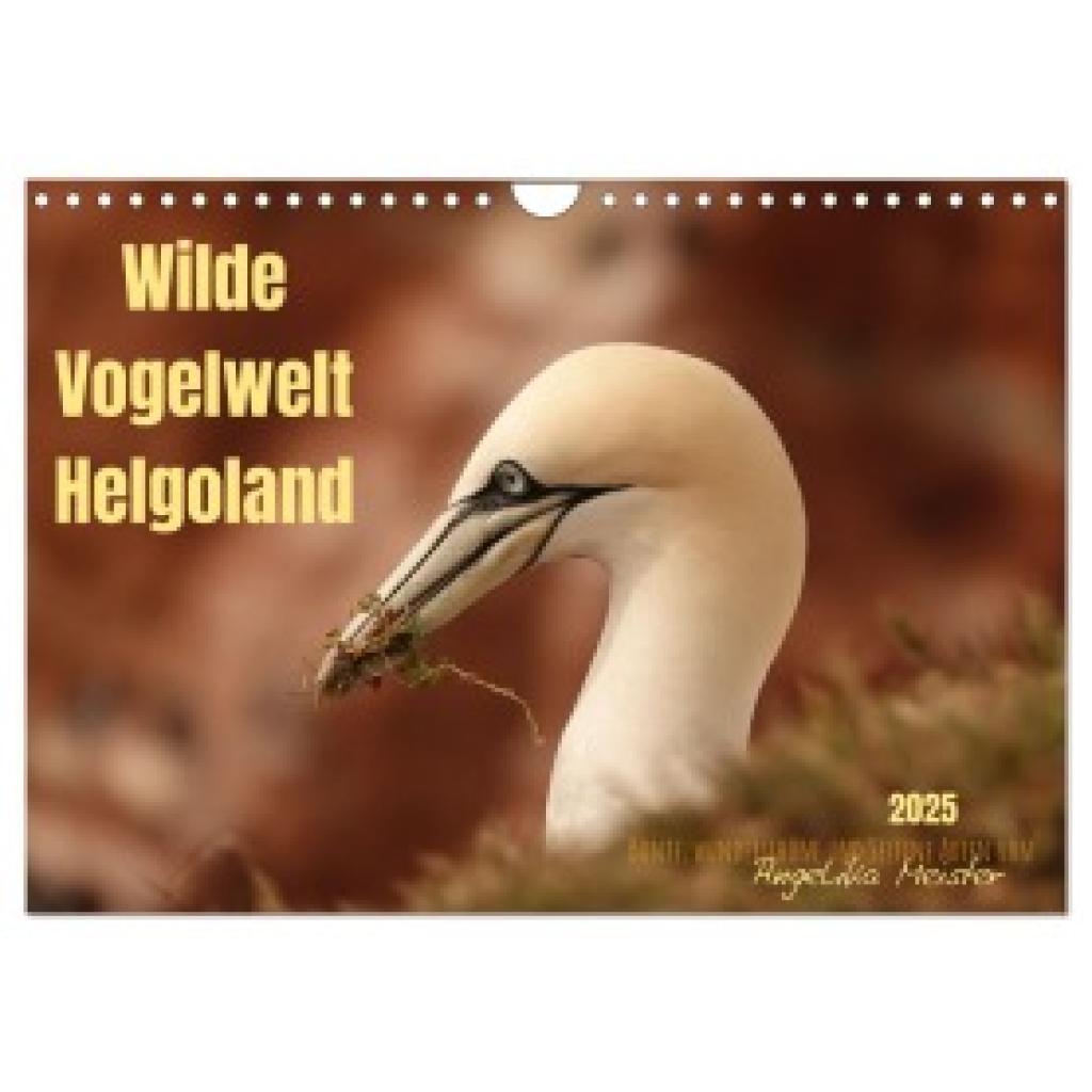 Meister, Angelika: Wilde Vogelwelt Helgoland (Wandkalender 2025 DIN A4 quer), CALVENDO Monatskalender