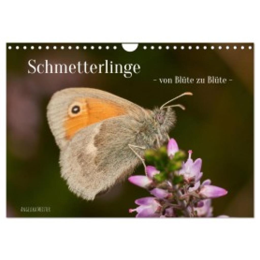 Meister, Angelika: Schmetterlinge - von Blüte zu Blüte - (Wandkalender 2025 DIN A4 quer), CALVENDO Monatskalender