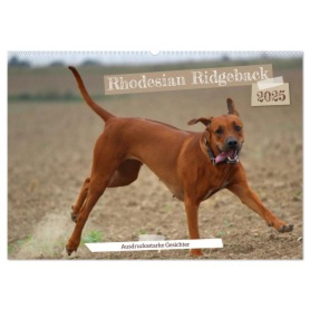 Behrens, Dagmar: Rhodesian Ridgeback - Ausdrucksstarke Gesichter (Wandkalender 2025 DIN A2 quer), CALVENDO Monatskalende