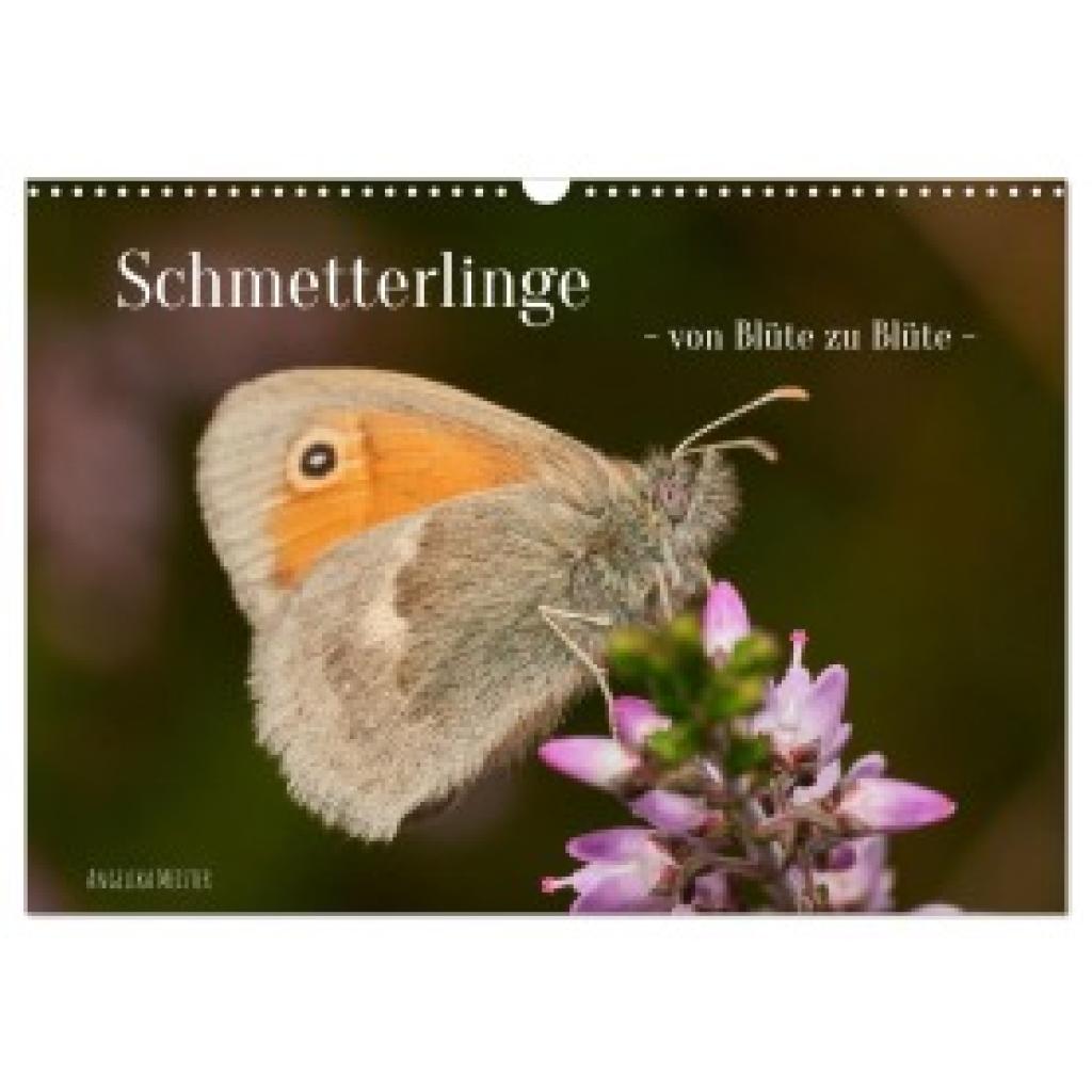 Meister, Angelika: Schmetterlinge - von Blüte zu Blüte - (Wandkalender 2025 DIN A3 quer), CALVENDO Monatskalender