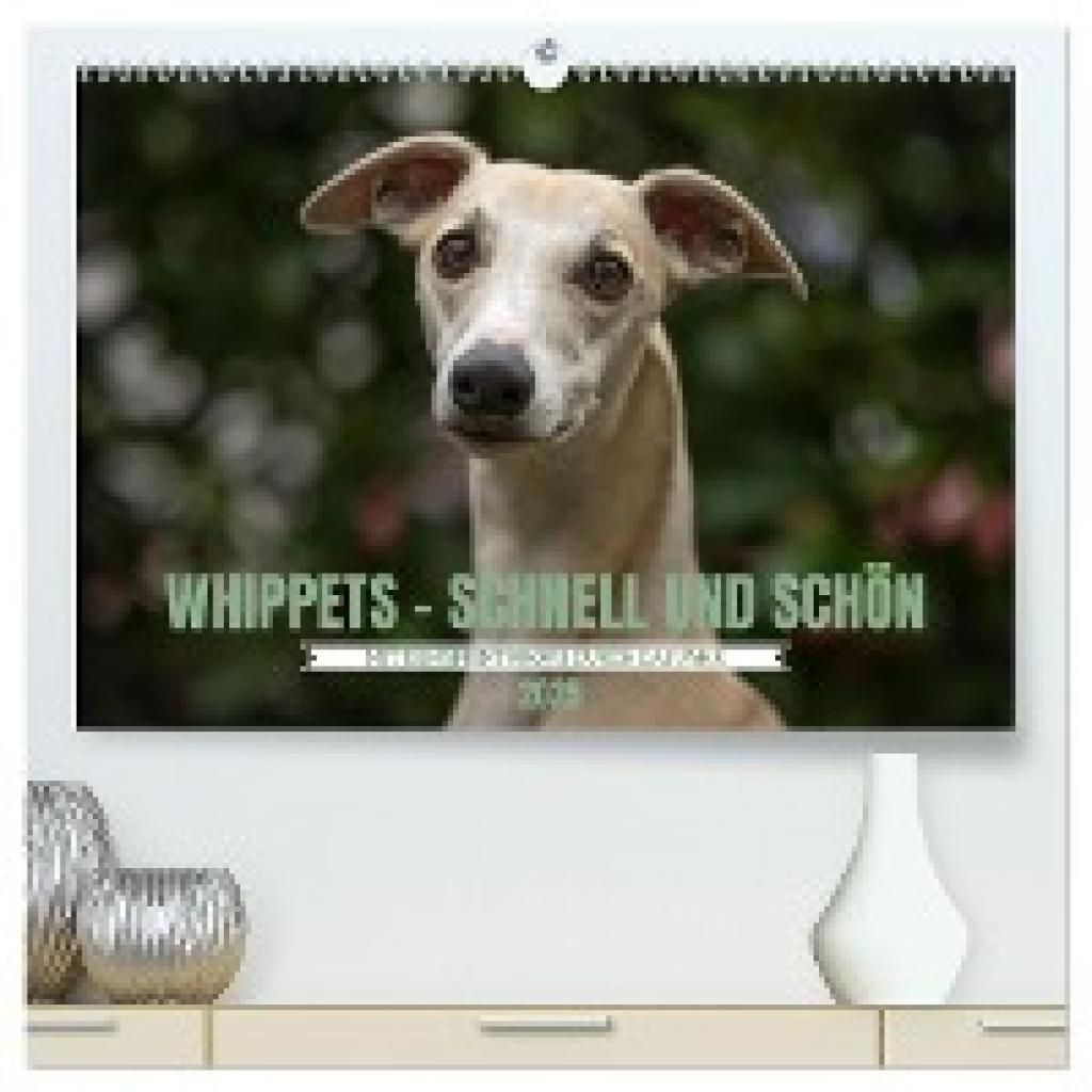 Kassat Fotografie, Nicola: WHIPPETS - SCHNELL UND SCHÖN (hochwertiger Premium Wandkalender 2025 DIN A2 quer), Kunstdruck