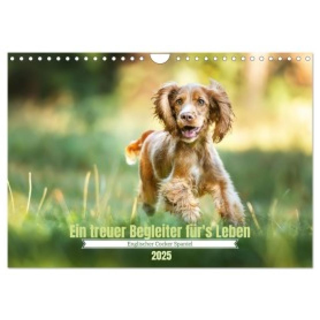 Wobith Photography, Sabrina: Englischer Cocker Spaniel (Wandkalender 2025 DIN A4 quer), CALVENDO Monatskalender