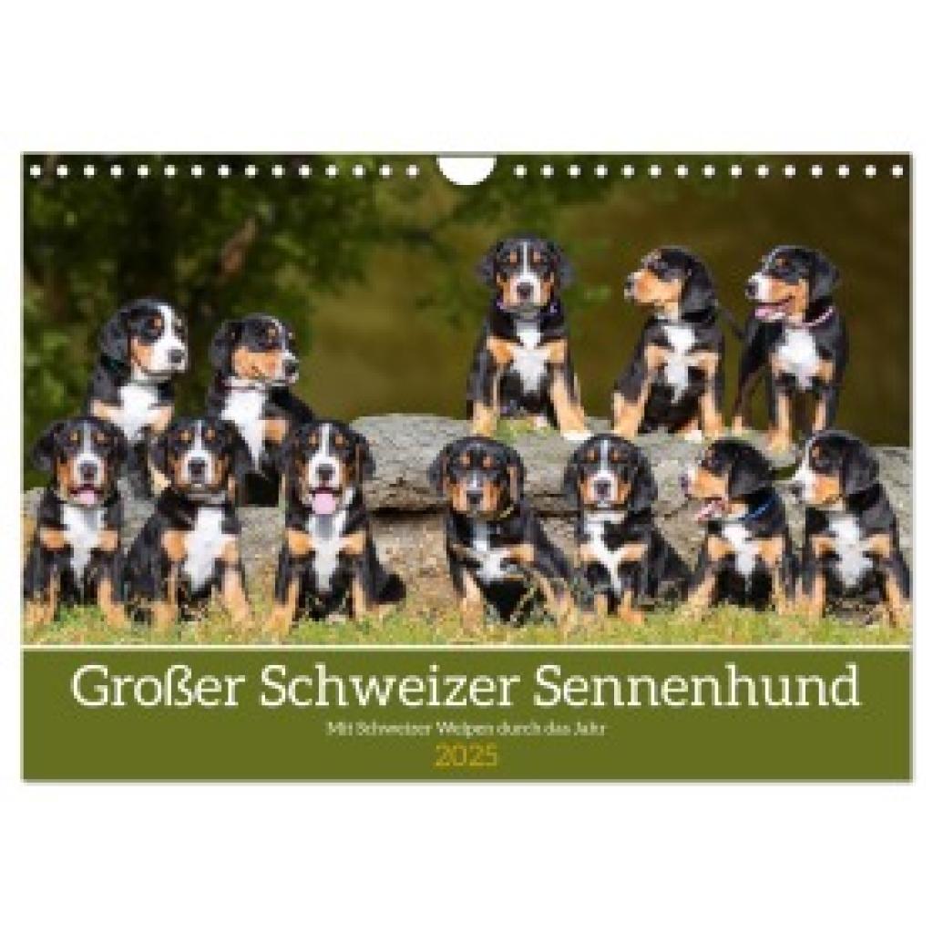 Starick, Sigrid: Großer Schweizer Sennenhund - Mit Schweizer Welpen durch das Jahr (Wandkalender 2025 DIN A4 quer), CALV