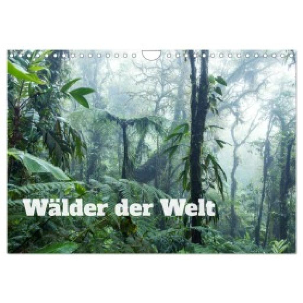 Colombo, Matteo: Wälder der Welt (Wandkalender 2025 DIN A4 quer), CALVENDO Monatskalender