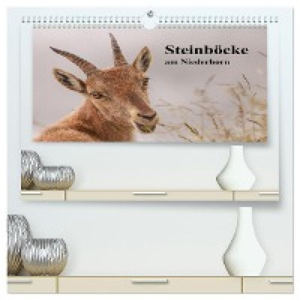 Rusch, Winfried: Steinböcke am Niederhorn (hochwertiger Premium Wandkalender 2025 DIN A2 quer), Kunstdruck in Hochglanz