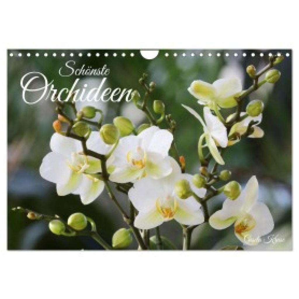 Kruse, Gisela: Schönste Orchideen (Wandkalender 2025 DIN A4 quer), CALVENDO Monatskalender