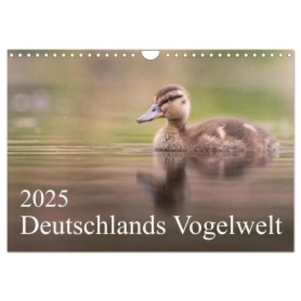 Wiechert, Thies: Deutschlands Vogelwelt (Wandkalender 2025 DIN A4 quer), CALVENDO Monatskalender