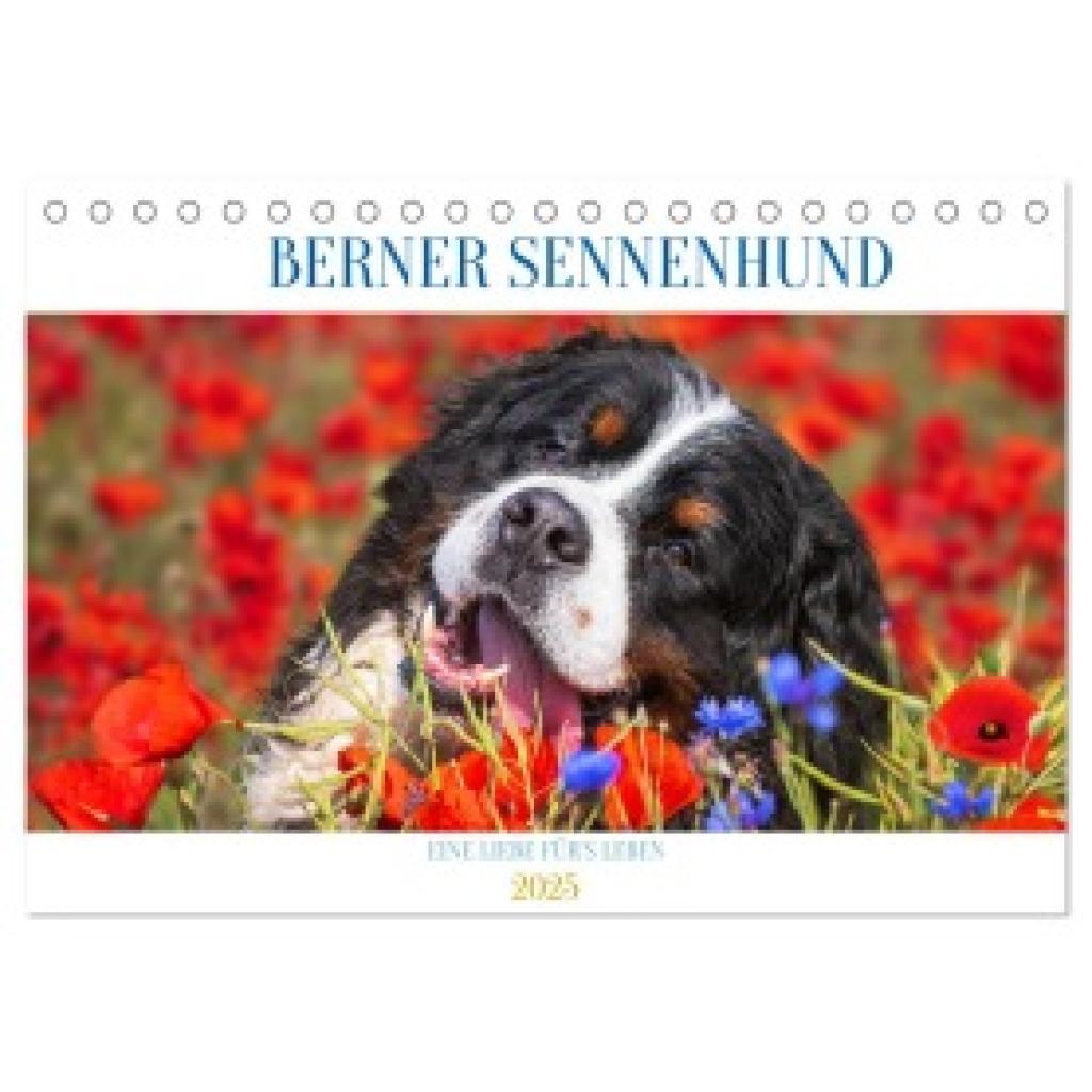 Starick, Sigrid: Berner Sennenhund - Eine Liebe für´s Leben (Tischkalender 2025 DIN A5 quer), CALVENDO Monatskalender