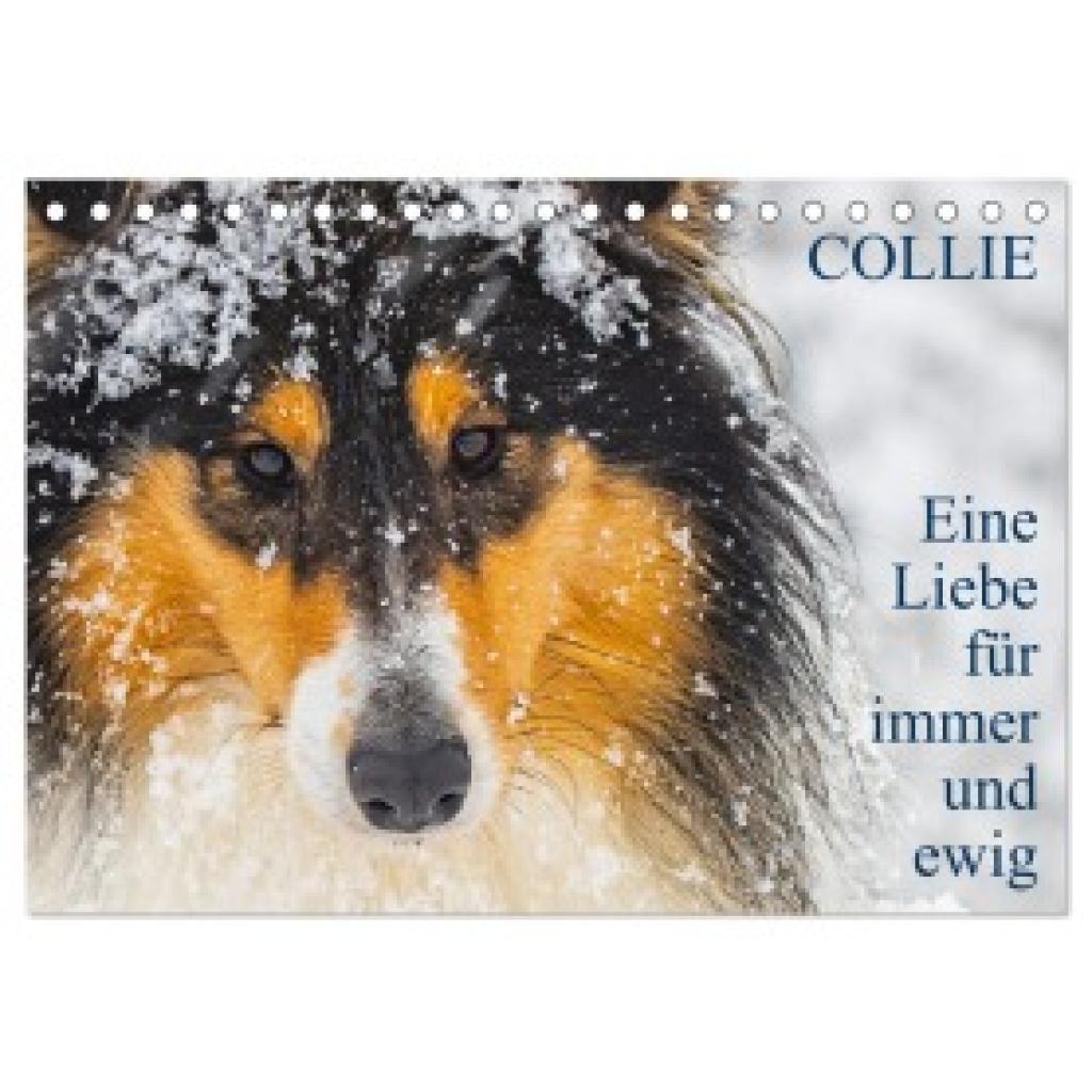 Starick, Sigrid: Collies - Eine Liebe für immer und ewig (Tischkalender 2025 DIN A5 quer), CALVENDO Monatskalender