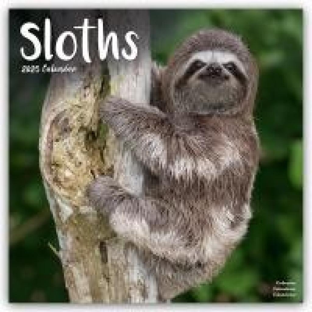 Avonside Publishing Ltd: Sloths - Faultiere 2025 - 16-Monatskalender