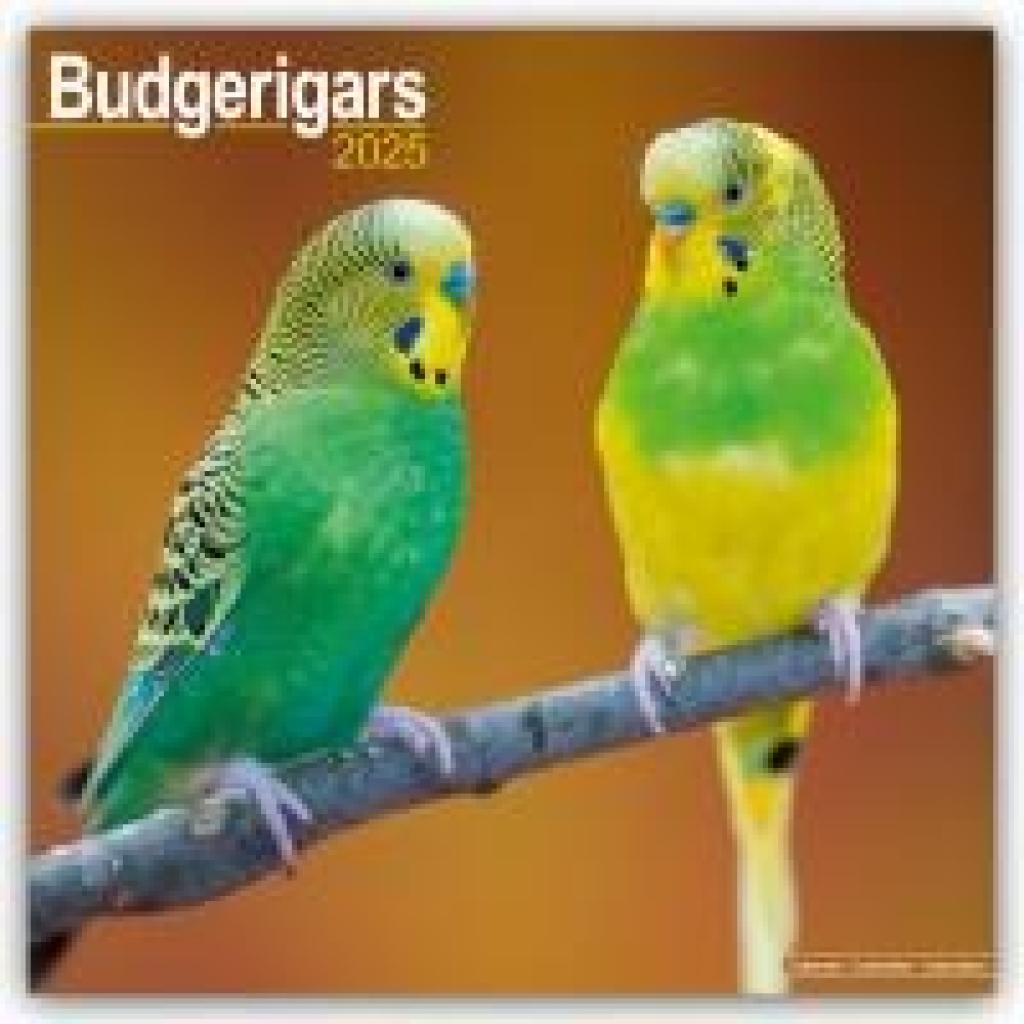 Avonside Publishing Ltd: Budgerigars - Wellensittiche 2025 - 16-Monatskalender