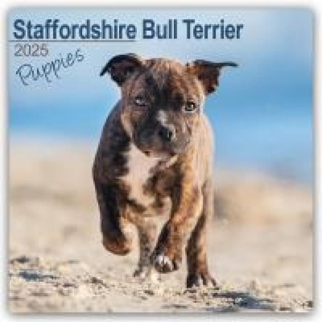 Avonside Publishing Ltd: Staffordshire Bull Terrier Puppies - Staffordshire Bull Terrier Welpen 2025 - 16-Monatskalender