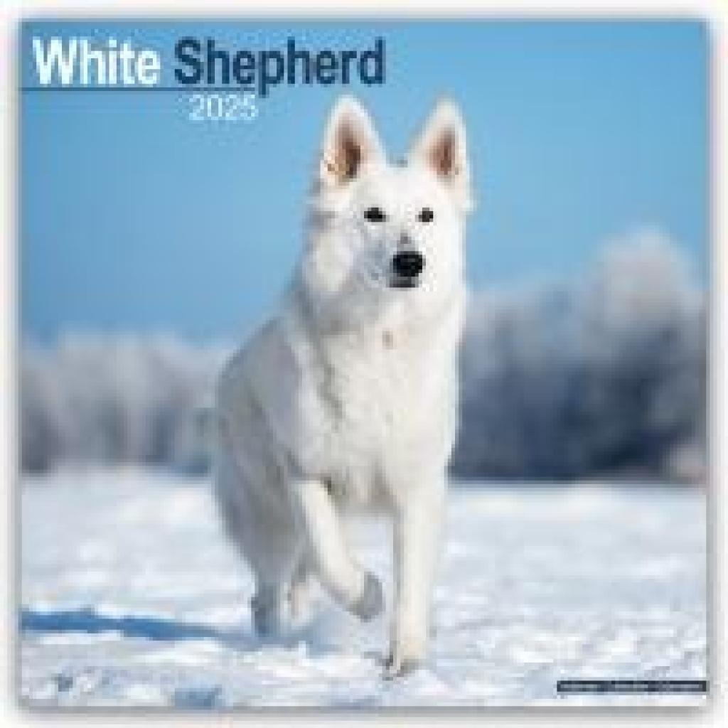 Avonside Publishing Ltd.: White German Shepherd - Weißer Schäferhund 2025 - 16-Monatskalender