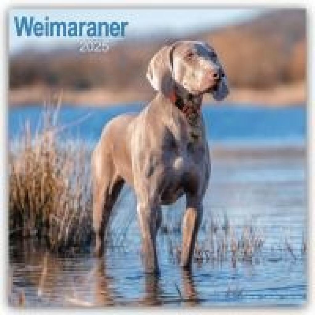 Avonside Publishing Ltd: Weimaraner - Weimaraner 2025 - 16-Monatskalender