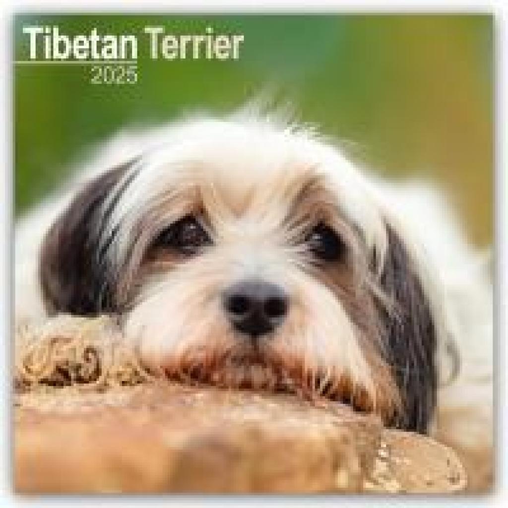 Avonside Publishing: Tibetan Terrier - Tibet Terrier 2025 - 16-Monatskalender