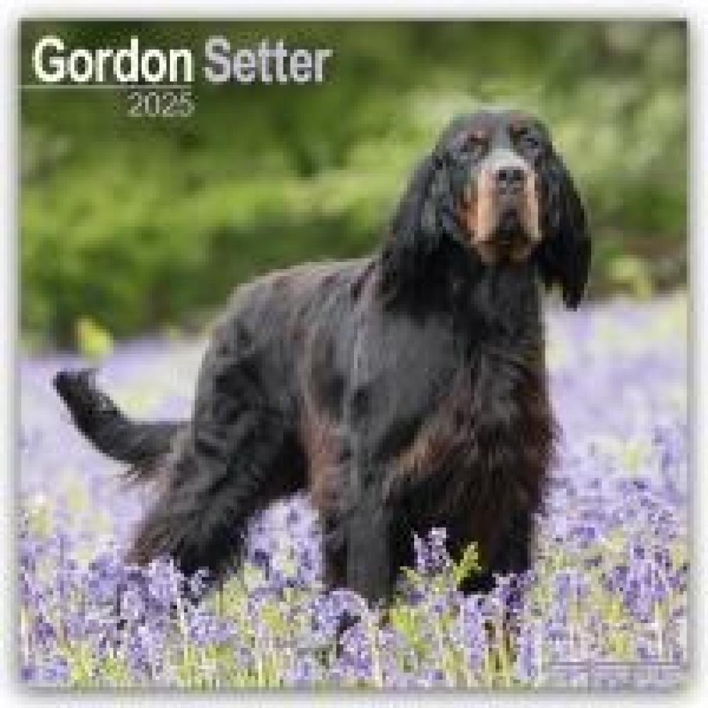 Avonside Publishing Ltd: Gordon Setter 2025 - 16-Monatskalender