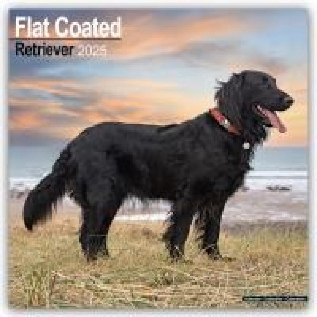 Avonside Publishing Ltd.: Flat-Coated Retriever 2025 - 16-Monatskalender