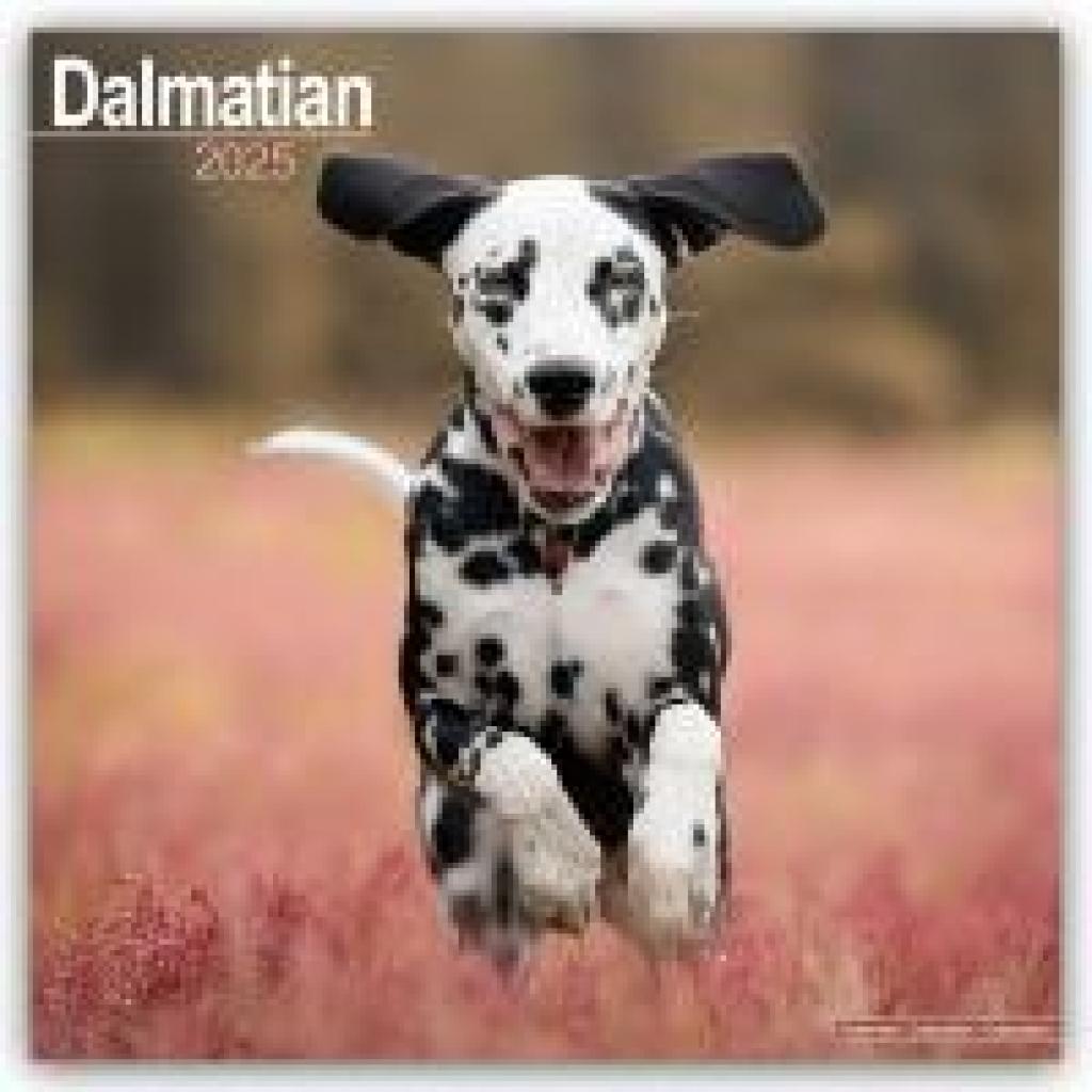 Avonside Publishing Ltd.: Dalmatian - Dalmatiner 2025 - 16-Monatskalender