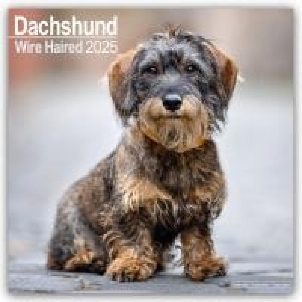 Avonside Publishing Ltd: Wirehaired Dachshund - Rauhhaardackel 2025 - 16-Monatskalender