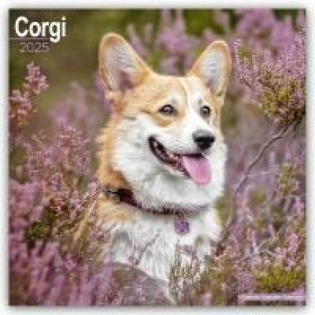 Avonside Publishing Ltd: Welsh Corgi 2025 - 16-Monatskalender