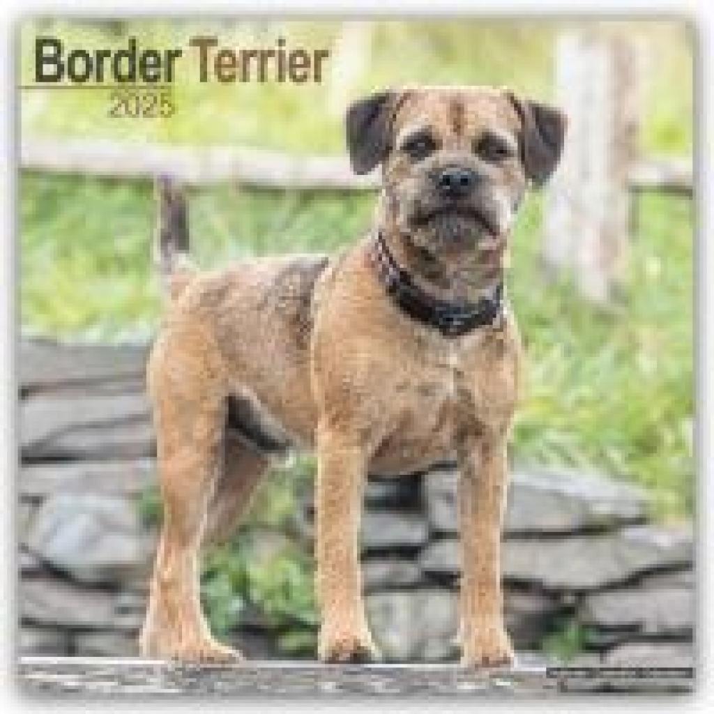 Avonside Publishing Ltd: Border Terrier 2025 - 16-Monatskalender