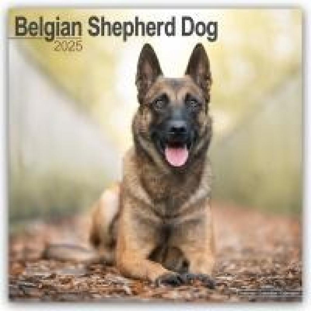 Avonside Publishing: Belgian Shepherd Dog - Belgischer Schäferhund 2025 - 16-Monatskalender