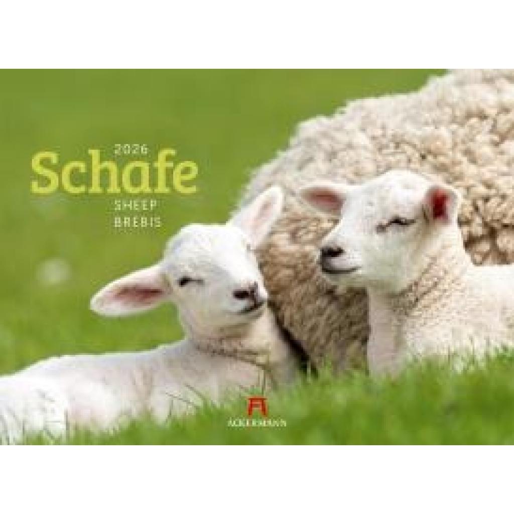 9783838426884 - Schafe Kalender 2026