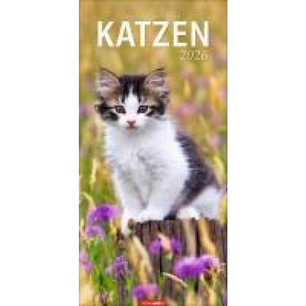9783839903025 - Katzen Kalender 2026