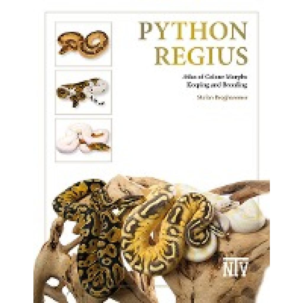 9783866594043 - Broghammer Stefan Python regius 9783866594043 - Broghammer Stefan Python regius