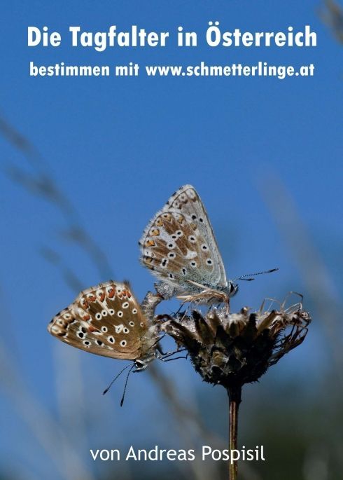 Die Tagfalter Österreichs bestimmen