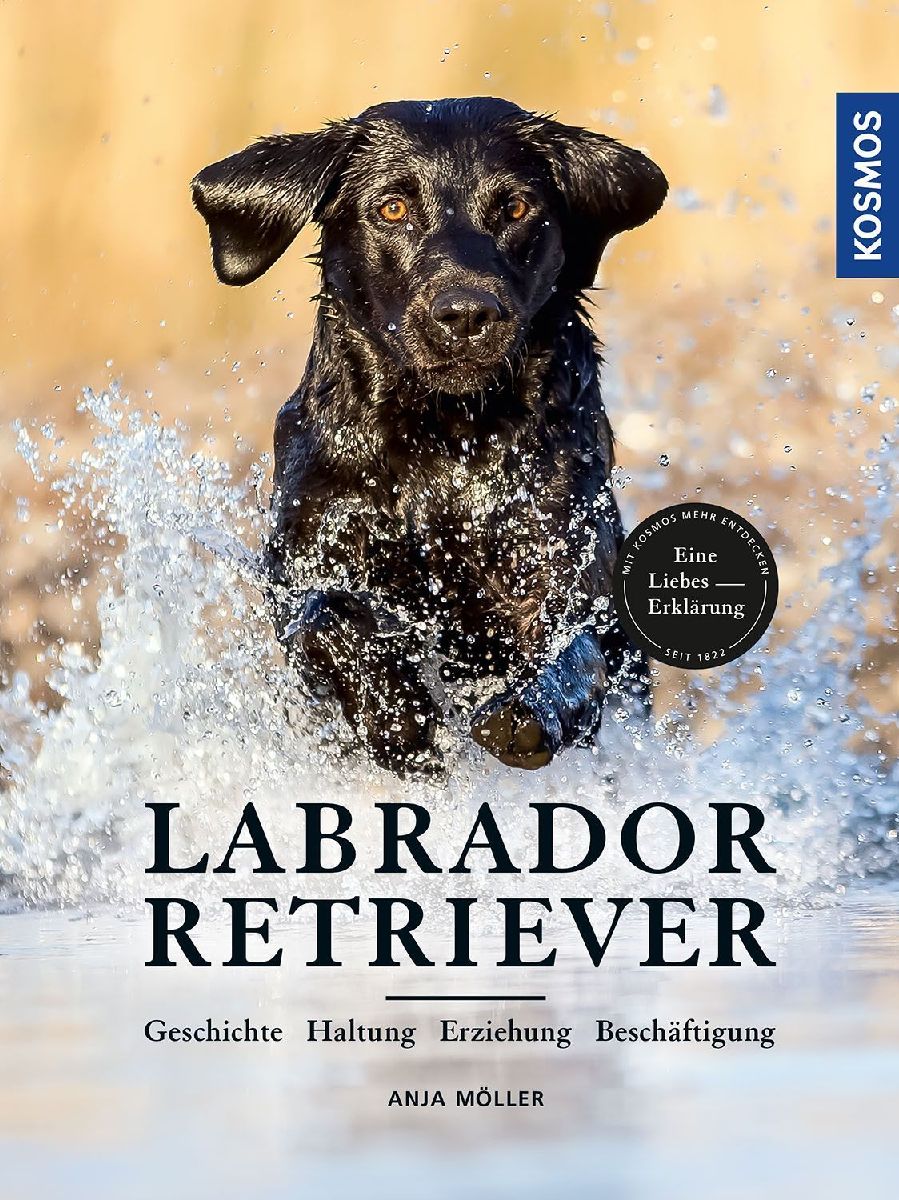 Labrador Retriever